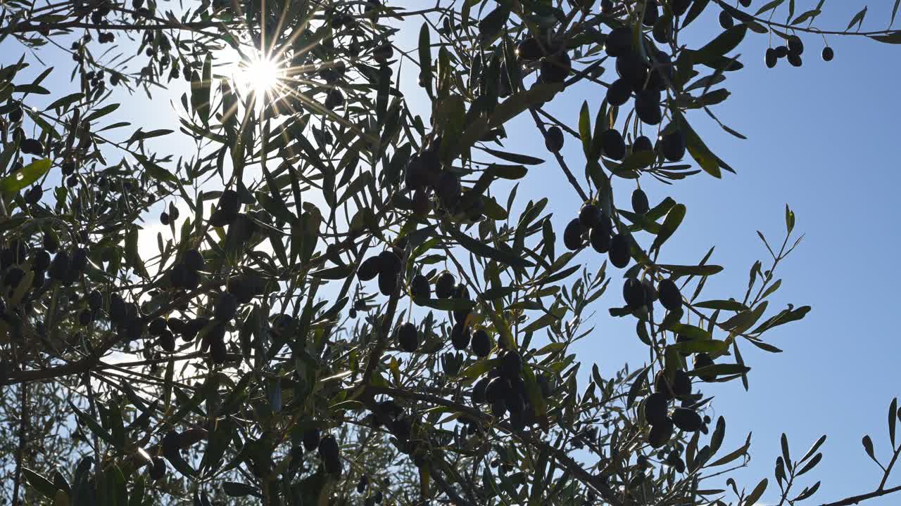Footage of olive tree with olives