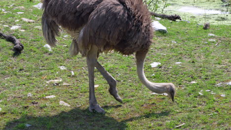 Slow-motion-of-ostrich-grazing-on-grass-field-during-summer,prores-4k-close-up