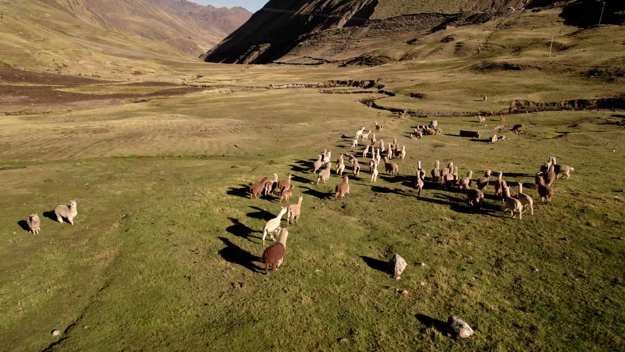 un gran grupo de llamas pastan a través de los exuberantes prados verdes de las montañas de los andes. el paisaje muestra colinas onduladas y picos distantes bajo cielos despejados.
