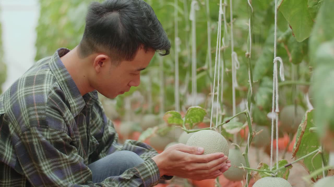Asian Farmer Holding And Looking Melon In Organic Farms. Agriculture Or Cultivation Concept