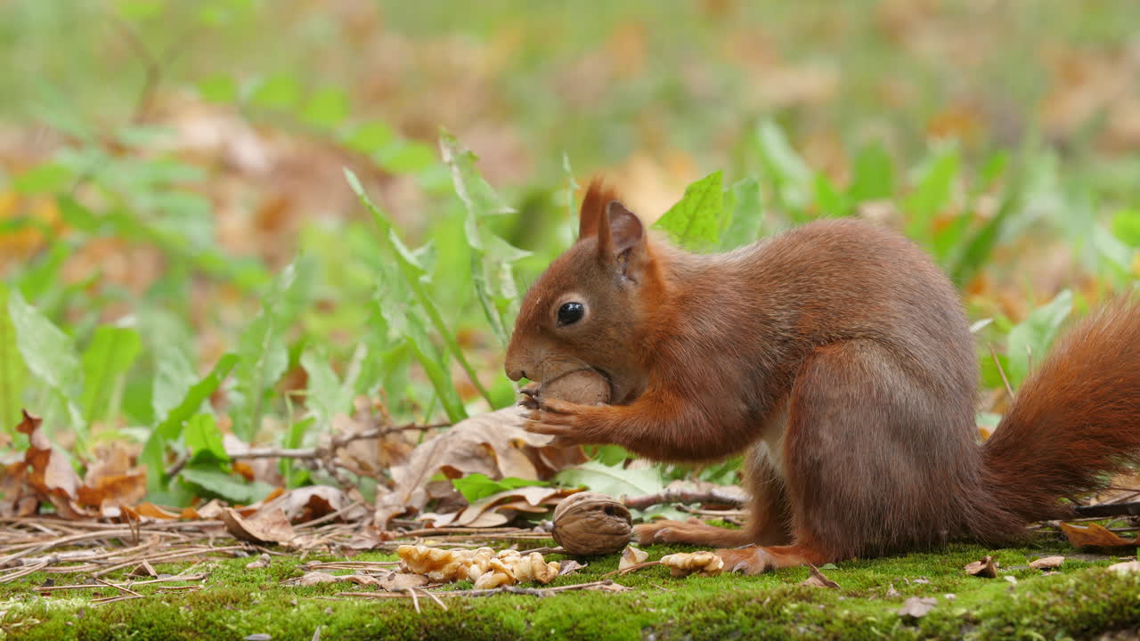 Red squirrel closeup searching and finding nuts and put it into the mouth on a moss-covered rock in a quiet autumn forest colorful leaves wildlife natural trees environment soft sunlight