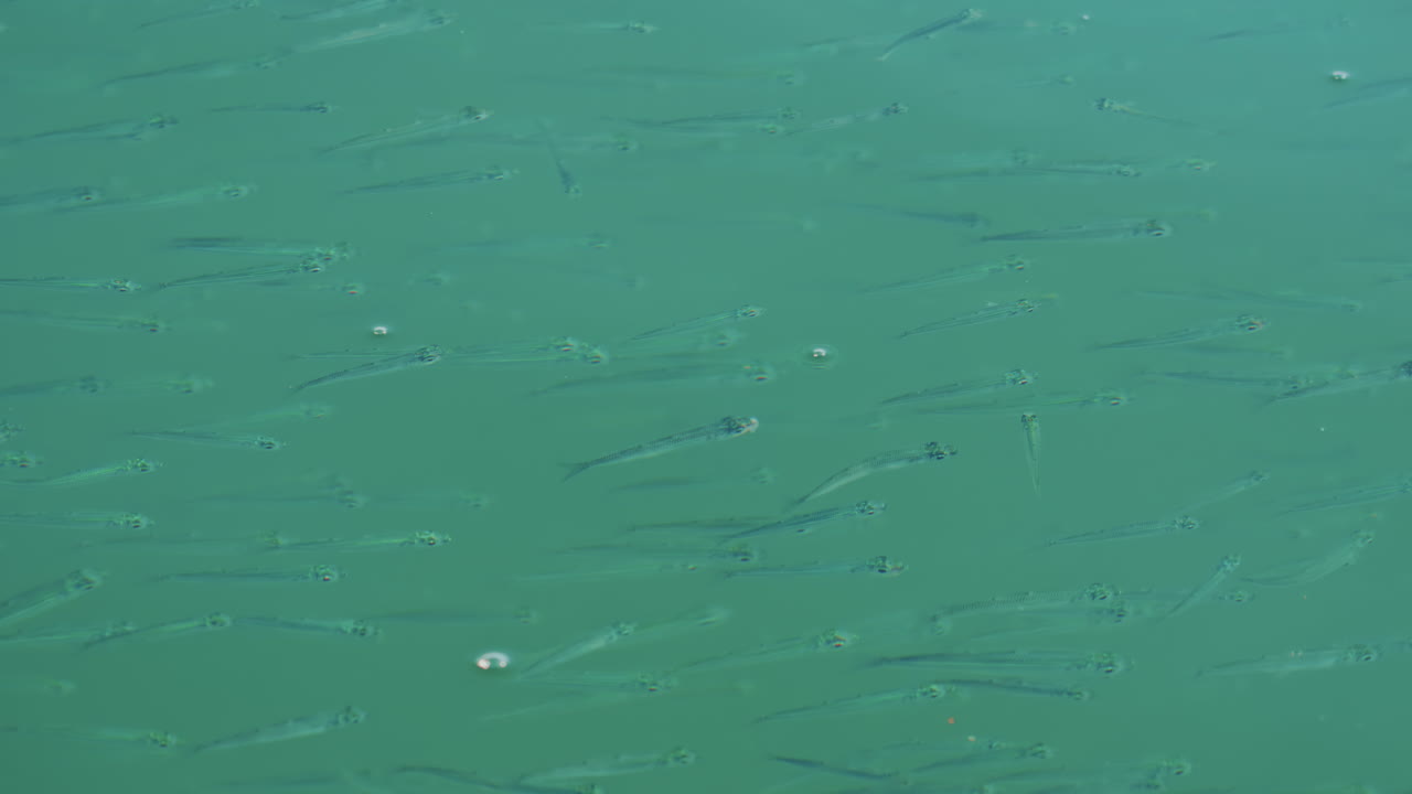 A school of small fish swimming near the water surface o the Mediterranean sea