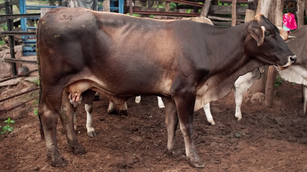 Adorable baby calf drinks milk from its mother in a peaceful farmyard setting