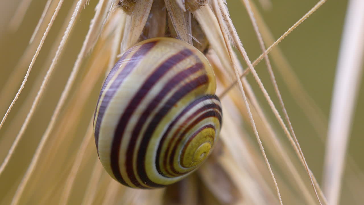 Close-up of a striped snail crawling on wheat stalk in a summer field
