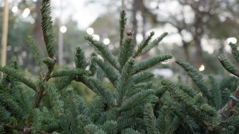 disparo de seguimiento de árboles de navidad para la venta en la tienda de la granja de árboles de navidad