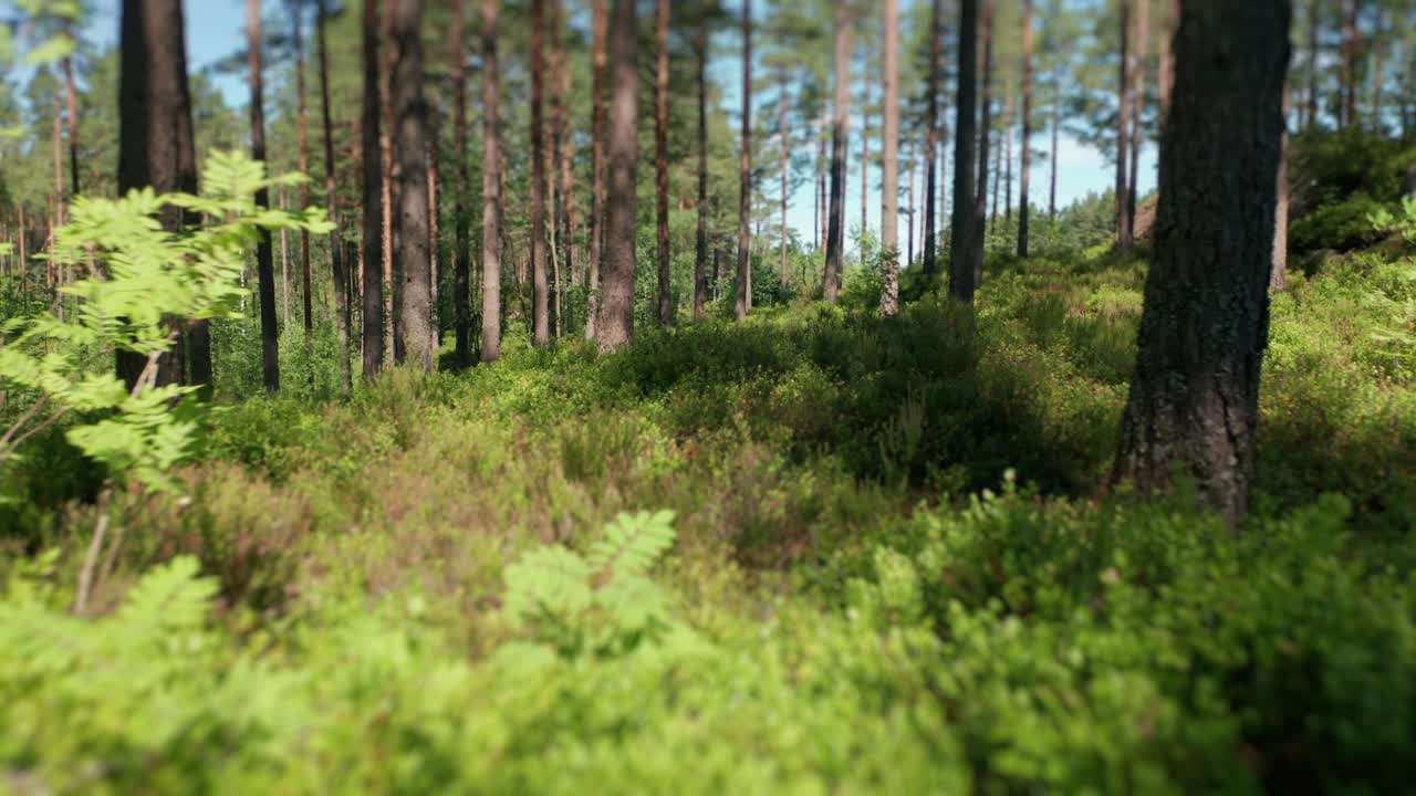 Spostandosi lentamente nella foresta.