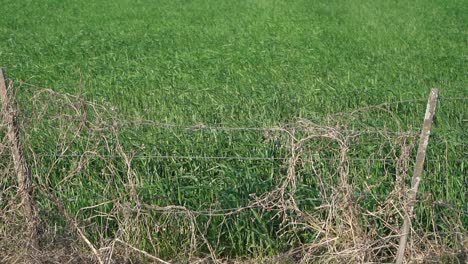 slow motion view of a wire fence and a green young wheat field