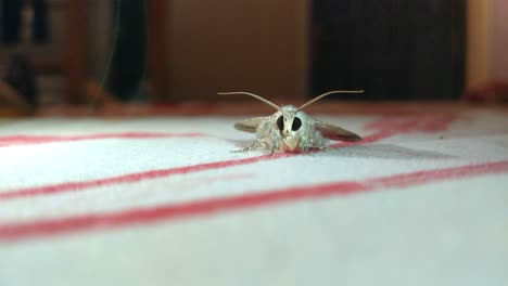 a moth close up which is resting under a breeze