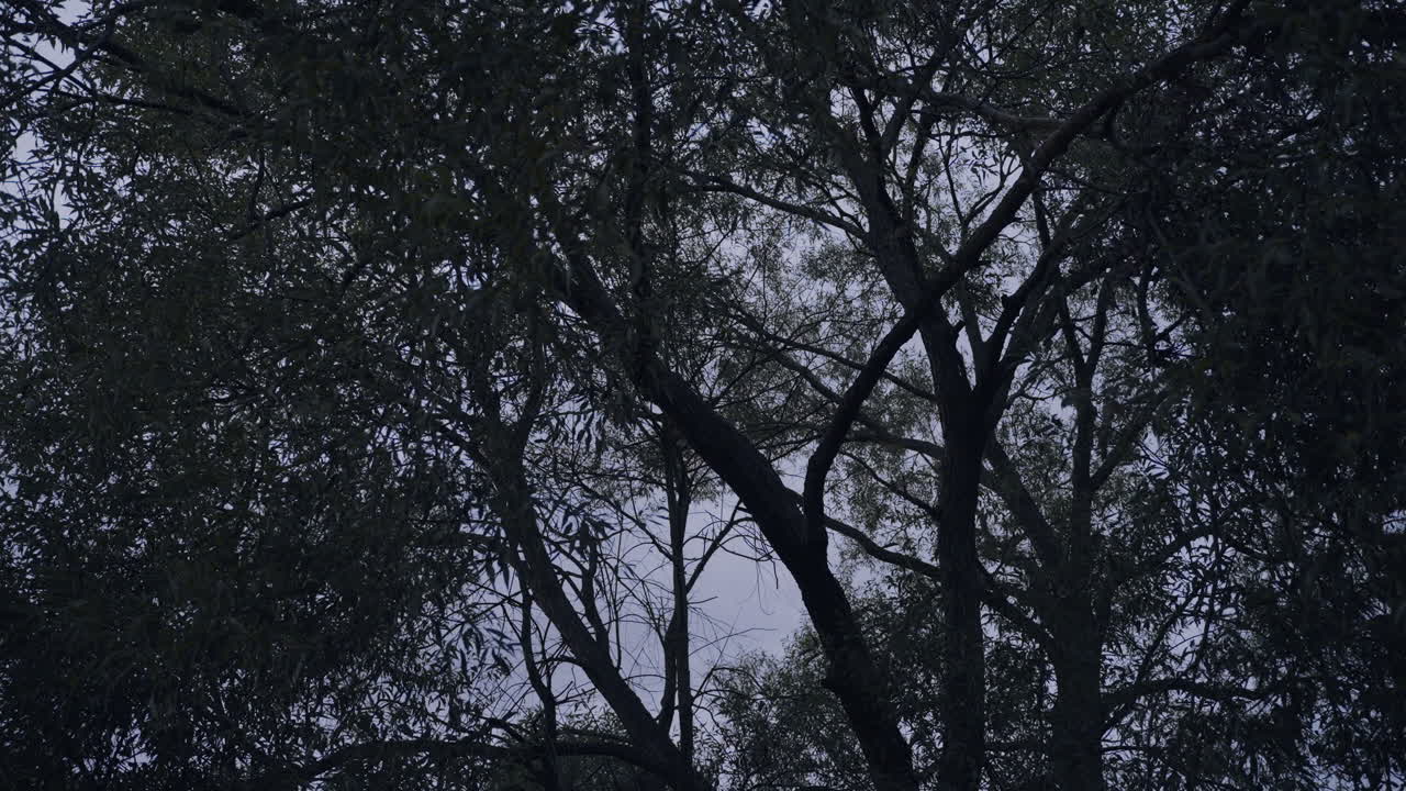 Tree Branches and Sky