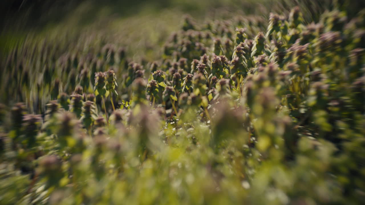 Close-up view of a field of small plants