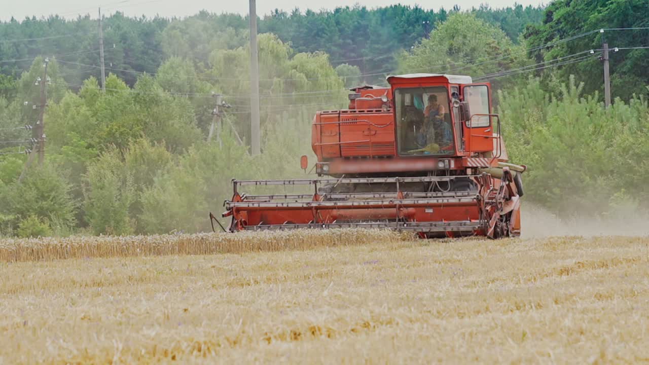 Combine harvester gathers the wheat crop. Wheat Harvesting.