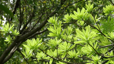 Vibrant Green Leaves of a Tropical Tree