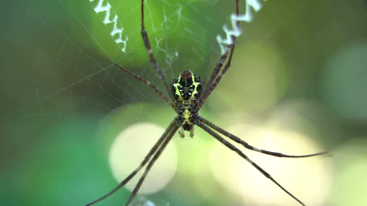 una araña teje una telaraña y se sienta en ella esperando a su presa