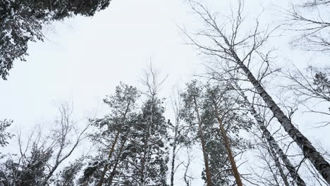 snowy forest canopy