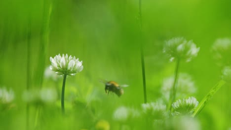 bee on a white clover flower