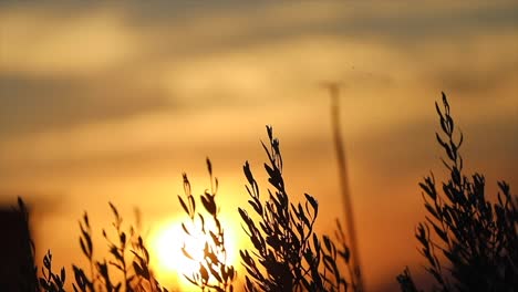 there is a sunset in the background and an olive tree in the front