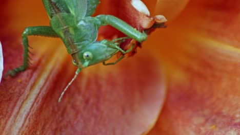 a close-up macro shot of a green great grasshopper feeding itself in the calyx of an orange flower