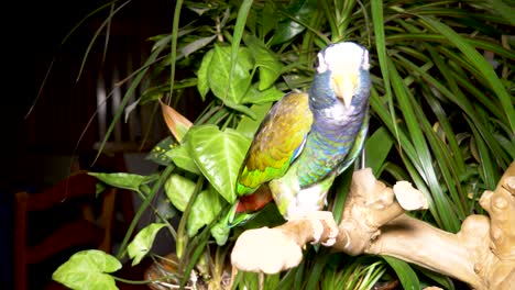 white-capped pionus parrot domesticated pet on its perch with green plants in the background - artificial lighting