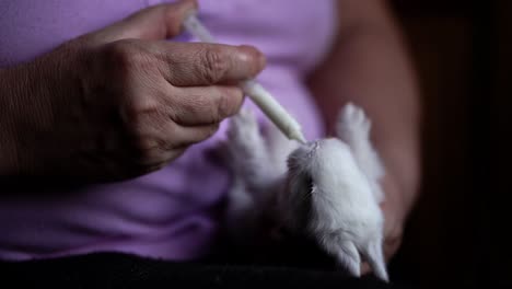 older caucasian woman feeding motherless baby rabbit with milk in the syringe