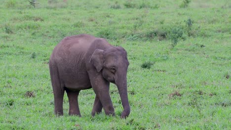 Die-Asiatischen-Elefanten-Sind-Vom-Aussterben-Bedroht-Und-Sie-Sind-Auch-In-Thailand-Beheimatet