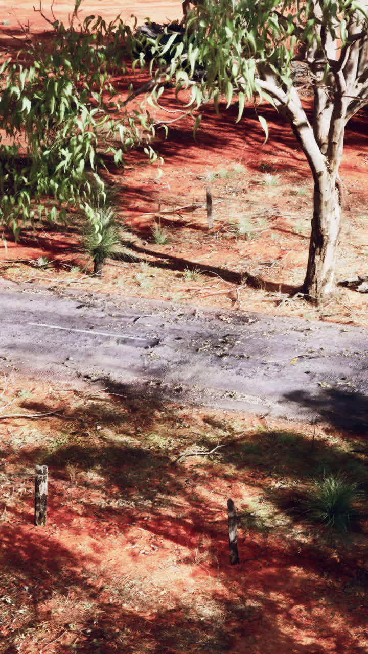paisaje del interior de australia: carretera de tierra roja y escasa vegetación
