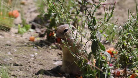 close up shot of cute gopher ground squirrel eating carrot outdoors on sunny day