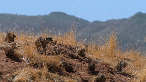 Meerkat-Se-Sienta-En-Una-Colina-Arenosa-Con-Un-Poco-De-Hierba-Seca,-Se-Levanta-Sobre-Las-Patas-Traseras-Y-Se-Sienta-De-Nuevo,-La-Cordillera-Y-El-Cielo-Azul-En-El-Fondo