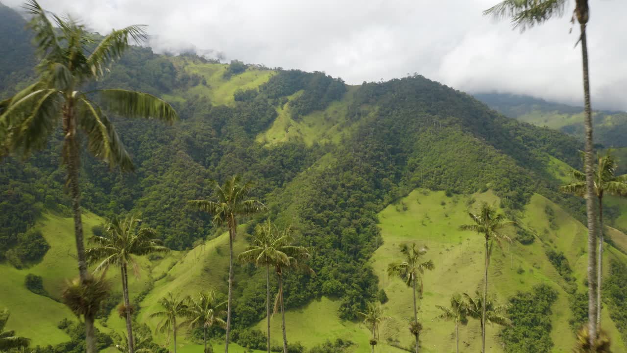 Drone Reveals Beautiful Wax Palm Trees In Colombia's Cocora Valley Free ...