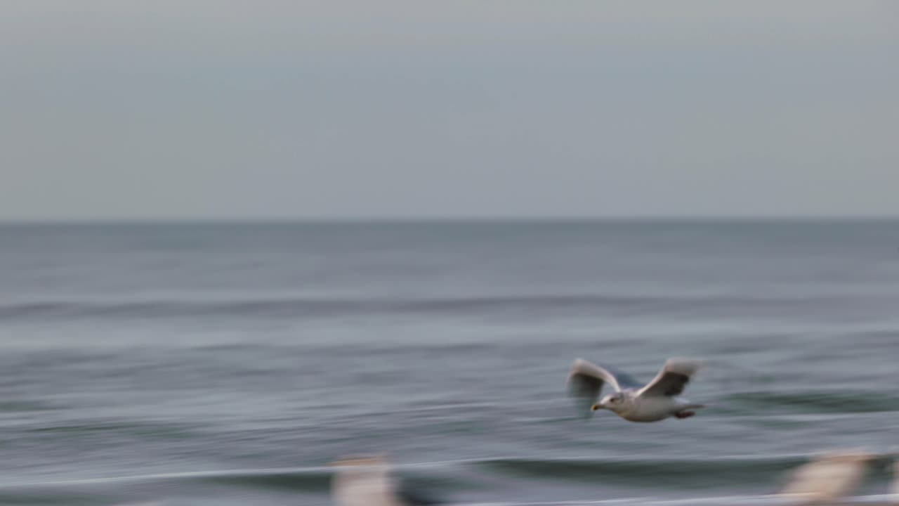 해변 위 를 날아다니는 해파리