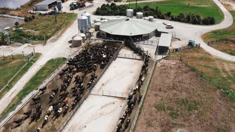 milk industry production facility with large herd of cows standing in line, aerial