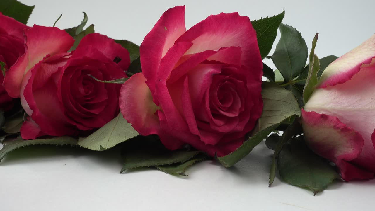 Rose rosse su uno sfondo bianco