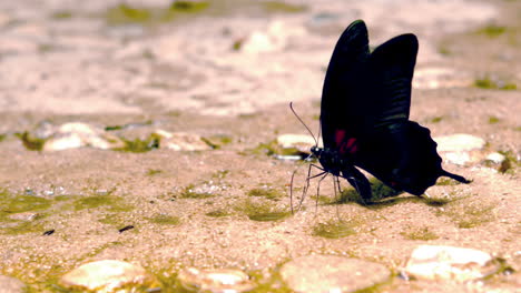 in slow motion black butterfly