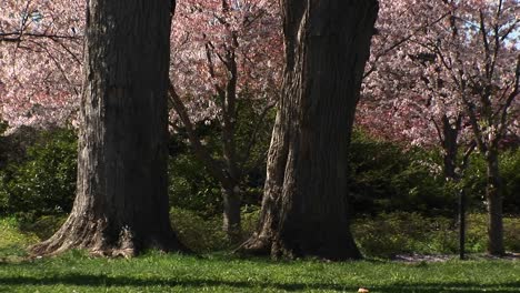 Las-Flores-De-Cerezo-Caen-Suavemente-Al-Suelo