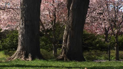 cherry blossoms gently fall to the ground