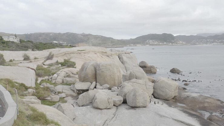 Boulders Penguin Beach nær Cape Town, Sydafrika