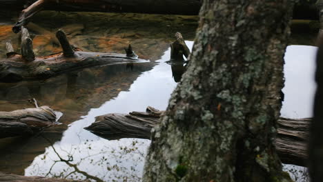 driftwood and reflections in a shallow stream