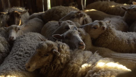 herd of sheep indoors