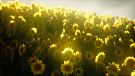 Sunflowers-blooming-in-Late-Summer