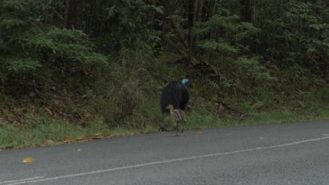 adult and juvenile cassowary bird walking and foraging food at daintree rainforest in australia