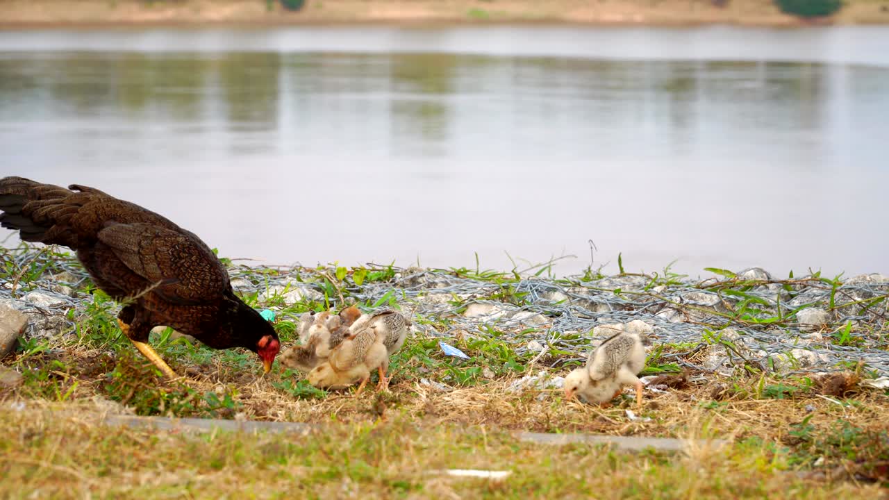 전통적인 풀 가금류 양육