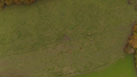 Top-shot-from-a-drone-at-relaxing-cows-highly-from-above-at-a-argricultural-meadow