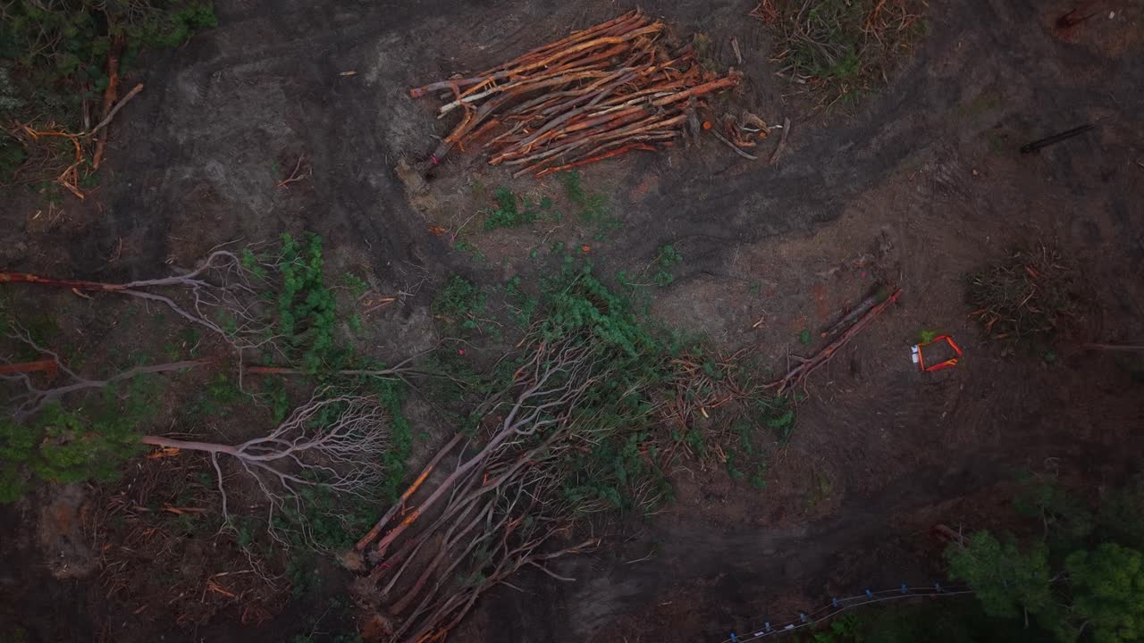 Overview over eucalyptus trees and partially cleared forest area in New South Wales, Australia