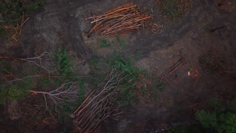 overview over eucalyptus trees and partially cleared forest area in new south wales, australia