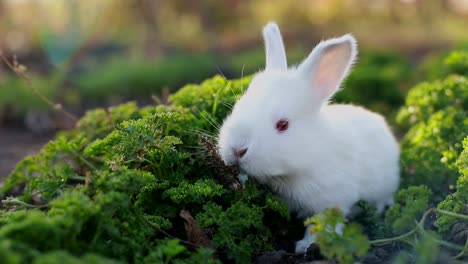 white rabbit in green grass, calm and sweet little white rabbit sitting on green grass