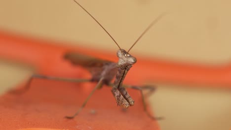 la mantis religiosa gira rápidamente la cabeza y se vuelve extremadamente alerta.