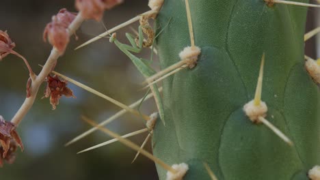 una mantis religiosa se aferra a un gran cactus de cerca