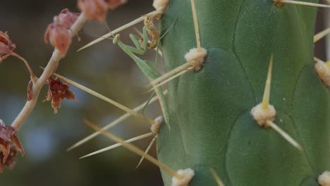 a praying mantis clings on to a large cactus close up