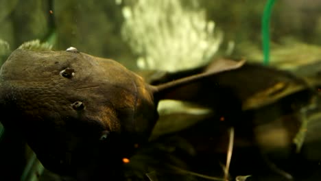 Extreme-Close-Up-Of-A-Black-Suckermouth-Catfish-Common-Blue-Eyed-Pleco-Sucking-Onto-The-Side-Of-A-Glass-Aquarium-With-Smaller-Catfish-Swimming-Around