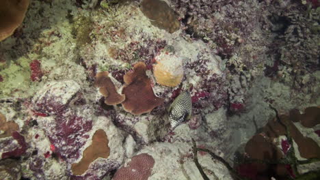 Smooth-Trunkfish-swimming-around-coral-reef-at-night