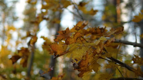 Fondo-Borroso-De-Hojas-De-Otoño-En-Tonos-Naranja-Y-Amarillo,-Cierre-Lentamente-Y-Deslícese